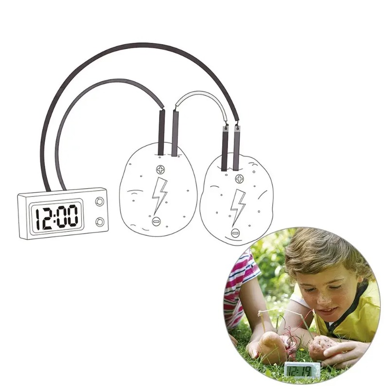 Science Nature - Nuovo Giocattolo Montessori per Bambini: Patata