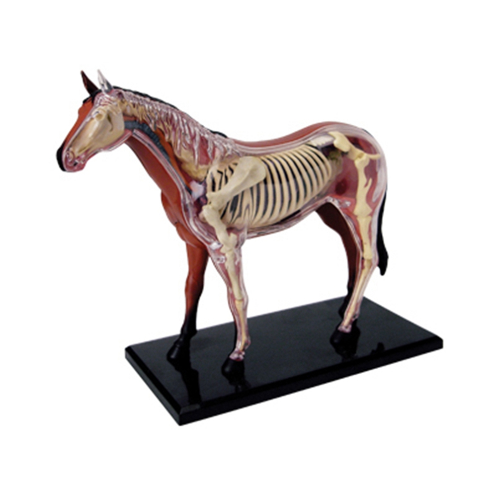 Modello di anatomia dell'organ - Science Diy Model recensione e prezzo