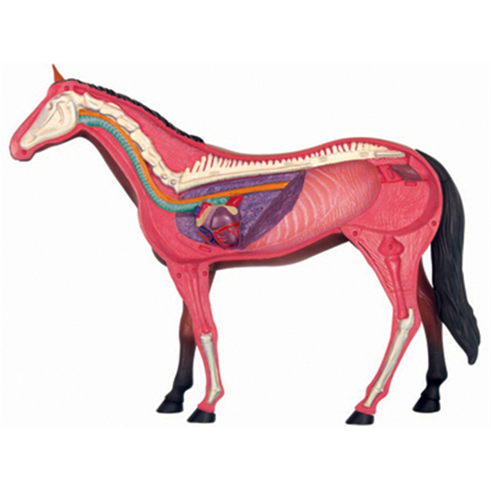Modello di anatomia dell'organ - Science Diy Model recensione e prezzo