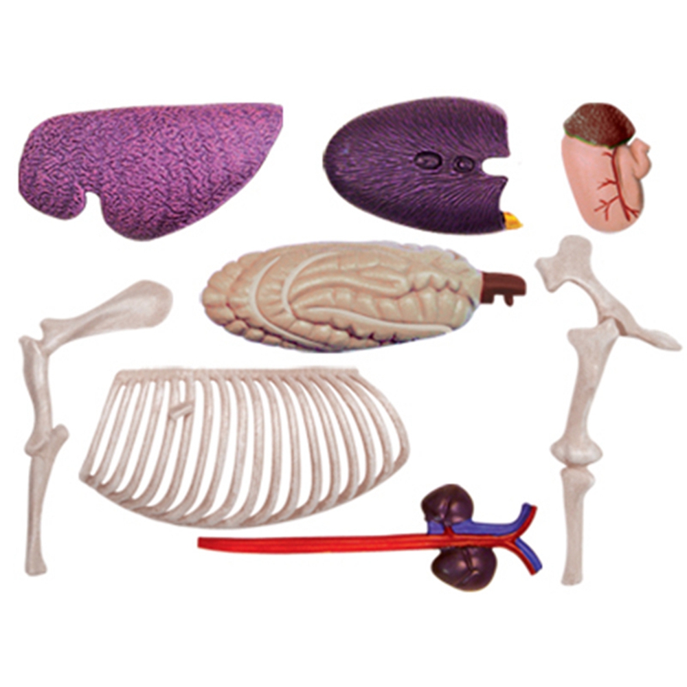 Modello di anatomia dell'organ - Science Diy Model recensione e prezzo